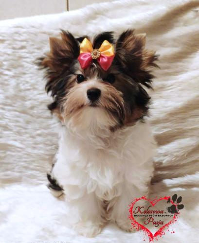 297a059e-7052-4aed-a769-3881c8d7dc95